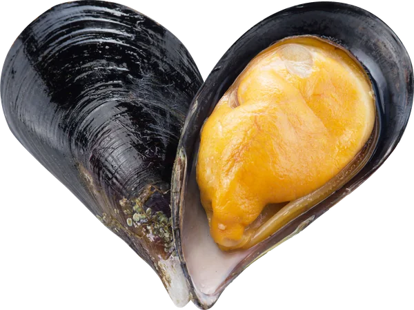 Vẹm xanh